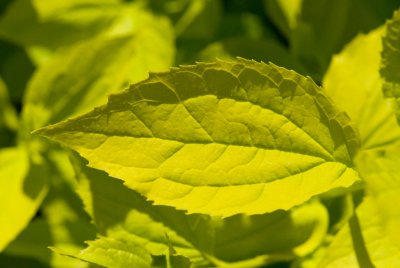 Philadelphus coronarius 'Aureus' - pustoryl věncový - list léto